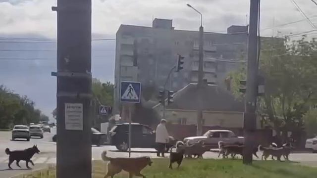 Стая собак в Мариуполе 😱