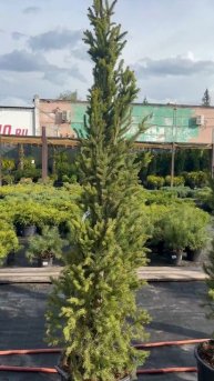 Ель обыкновенная Фастигиата 150 см | Садовод 54 Новосибирск