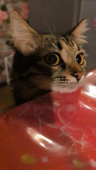 моя внимательная кошечка