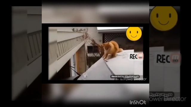 Озвучка смешные коты. Приколы