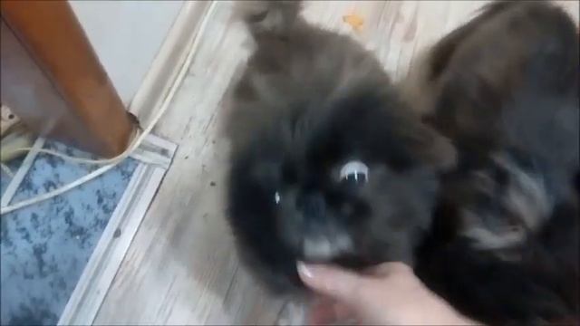 Одинаковые с лица