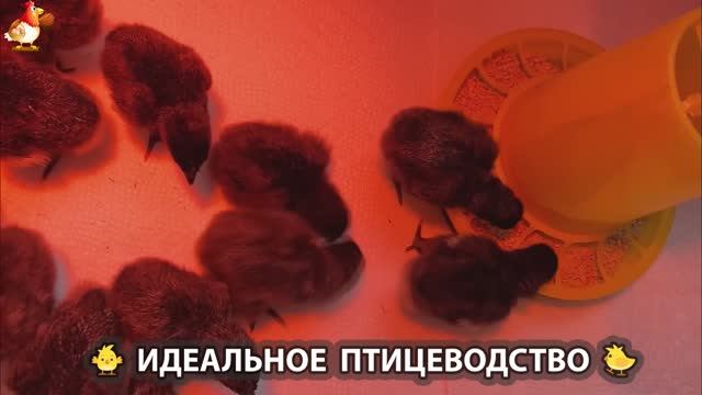 Идеальное птицеводство достойно восхищения 🐓🦆🦢🦚🦃🐔 эпизод (211)