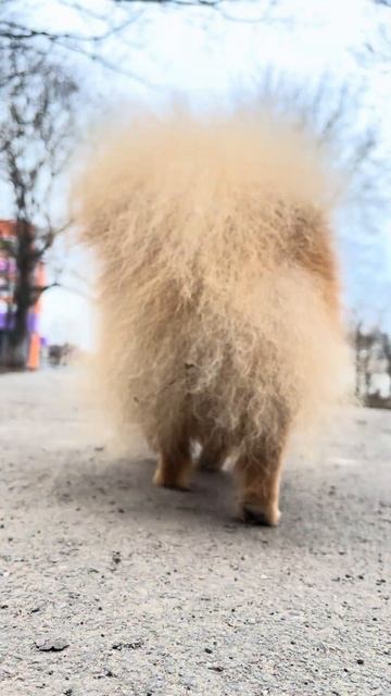 шпиц на прогулке весной #немецкийшпиц #минишпиц #pomeranian #cute #шпиц