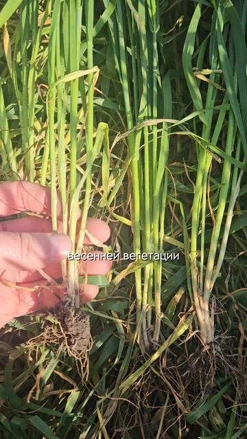Результаты с АКР: хлормекватхлорид на озимой пшенице #агроном #сельскоехозяйство #урожайпшеницы