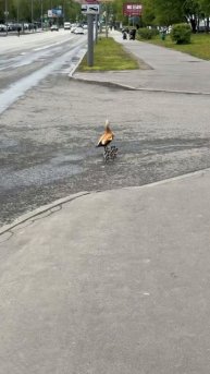 Пробка в Москве из-за утиного семейства.