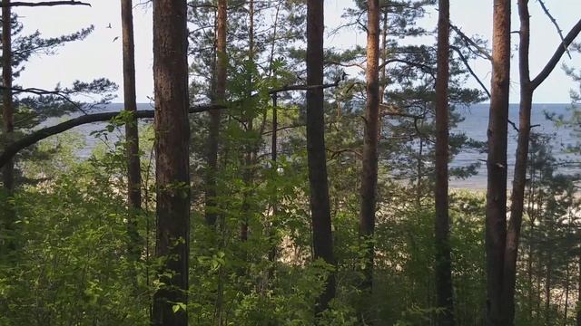 Юрмала.Лес.(Видео без слов.)