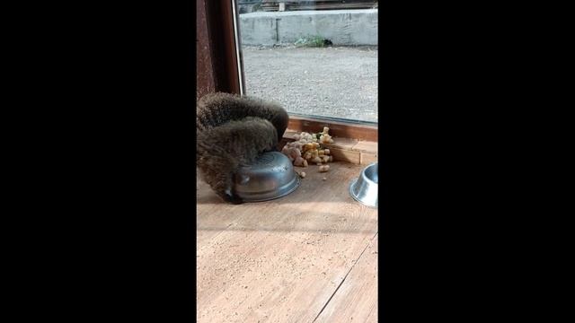 Ох и жадные Мангусты - метят, что моя еда))) Oh and greedy Mongooses - they mark that my food)))