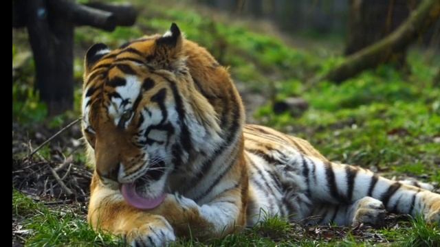 SVID_20250513_060351_1.mp4