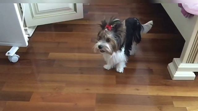 🐶ОБУЧЕНИЕ КОМАНДАМ 🐾сидеть & лежать🐾//Мася ЧиZик🐕