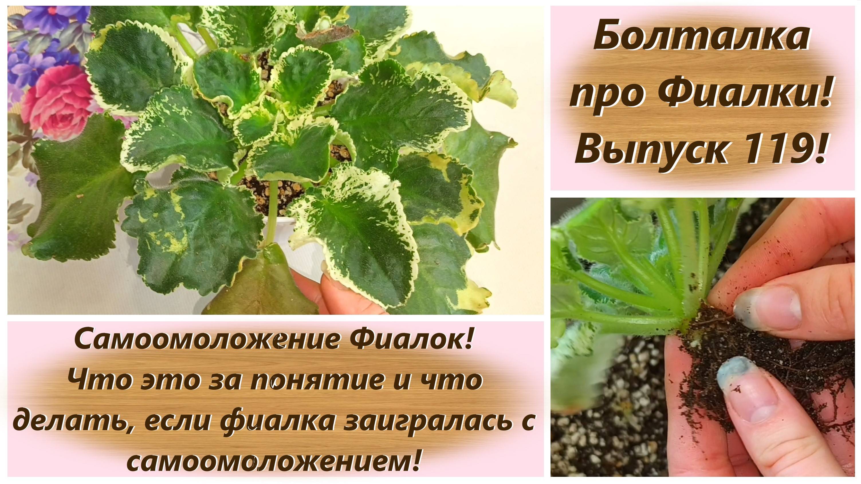 Болталка про Фиалки! Выпуск 119! Самоомоложение Фиалок! Понятие самоомоложения у фиалок и уход!