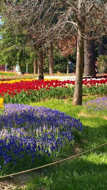 Миллионы тюльпанов в Стамбуле