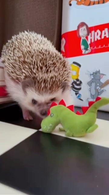 Ежик зверюга😄🦔