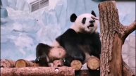 🐼 У панды Катюши всё стабильно — после плотного перекуса обязательно нужно позаниматься на брусьях.