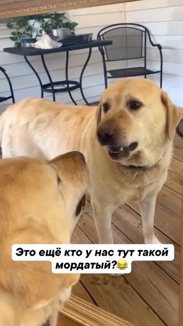 Зеркало