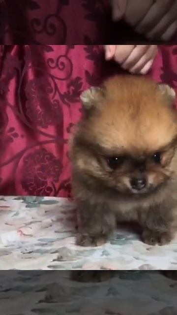 Мини шпицы. Помеоанцы