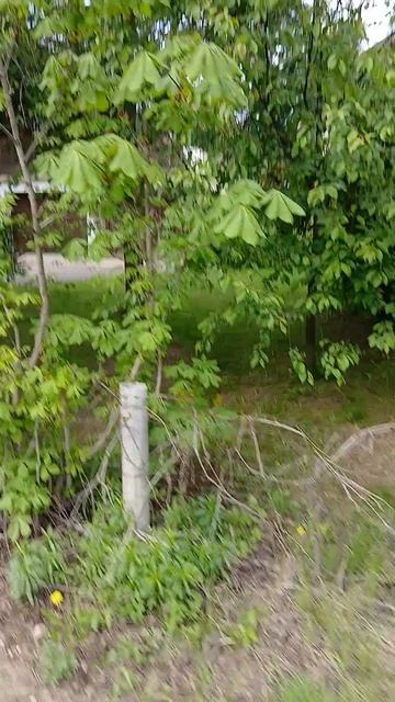 Листья в Валентиновке