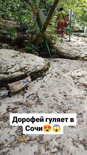 Кот гуляет по Сочи