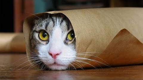 ПРИКОЛЫ С ЖИВОТНЫМИ ДО СЛЕЗ #46 Смешные КОТЫ И СОБАКИ  Приколы