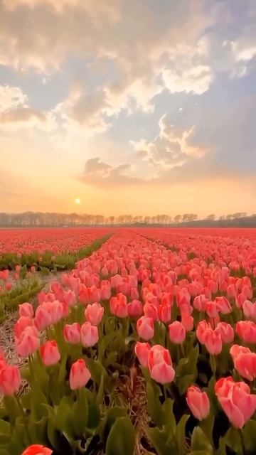 🌷 Амстердам, Нидерланды