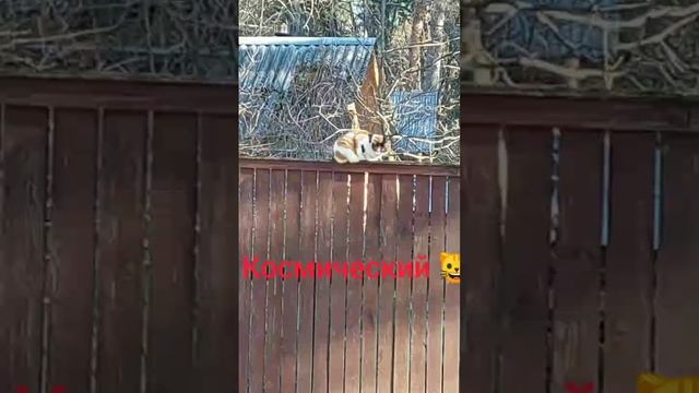 Встреча с космическим котом