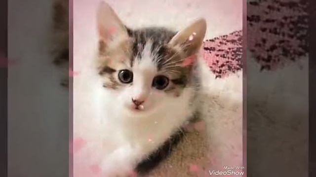 Милый мой Снежок