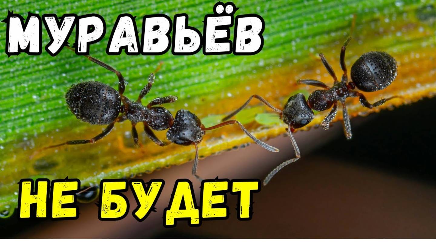 Муравьи Кучей падают Прямо На Глазах! Наконец то Реально Рабочий Способ! Муравьи исчезли