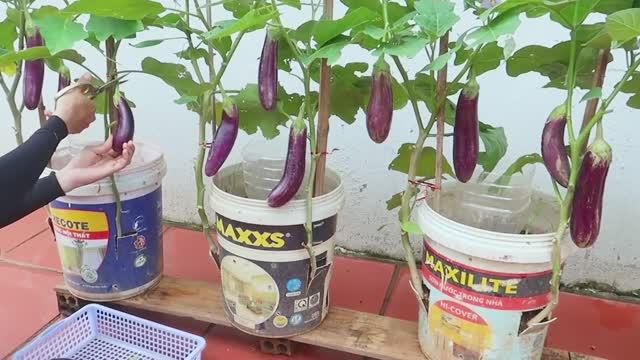 Выращивание баклажанов в пластиковых вёдрах