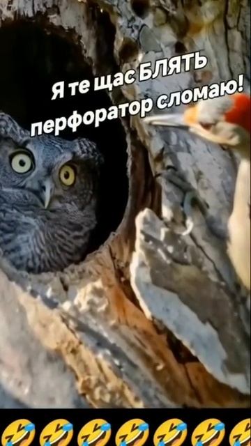 Тук-тук!.. Тук-тук!!.. 🤣