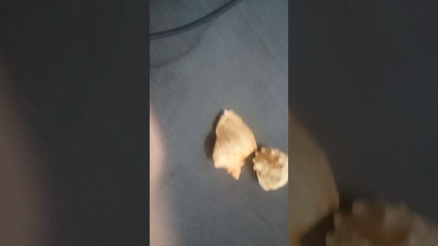 🐚✨АСМР с ракушками✨🐚