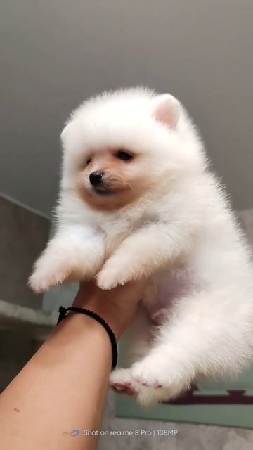 Померанский шпиц мальчик мини