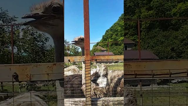 Страусиновая ферма по дороге в 33 водопада. Лазаревск