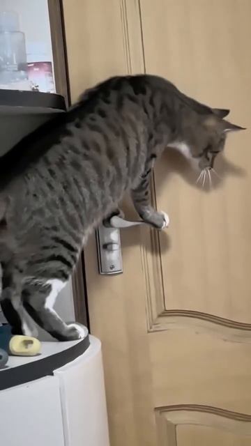 Котейка легко открыл дверь 😉🐈🤩