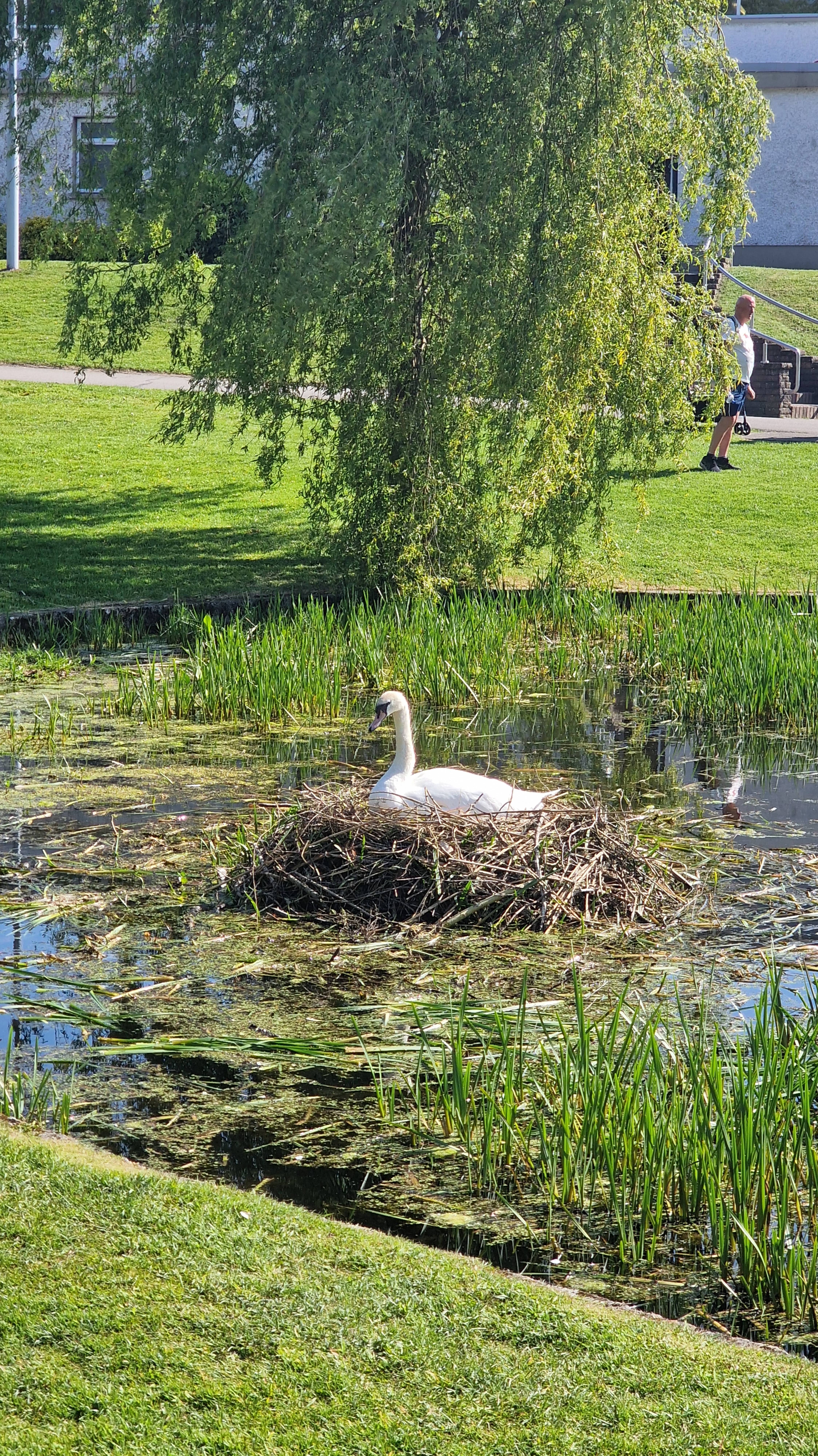 Гнездо Лебедей/Сколько Яиц в Гнезде #swan #nesting #birds #birdlife #birdsounds #nature