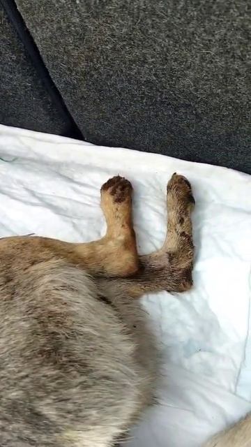 Собаке нужна помощь