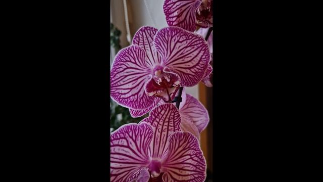 Комнатные джунгли