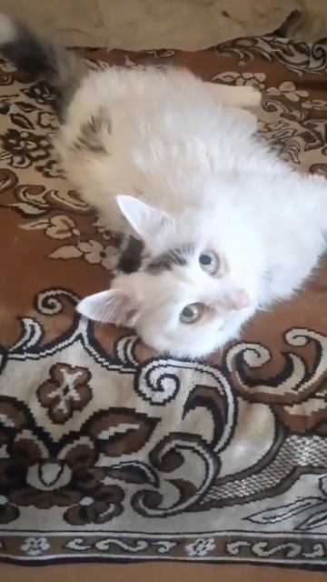 Вася.