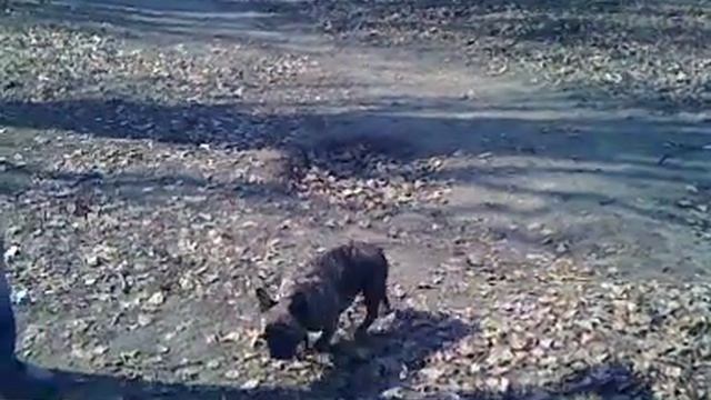 Майка и компания на прогулке