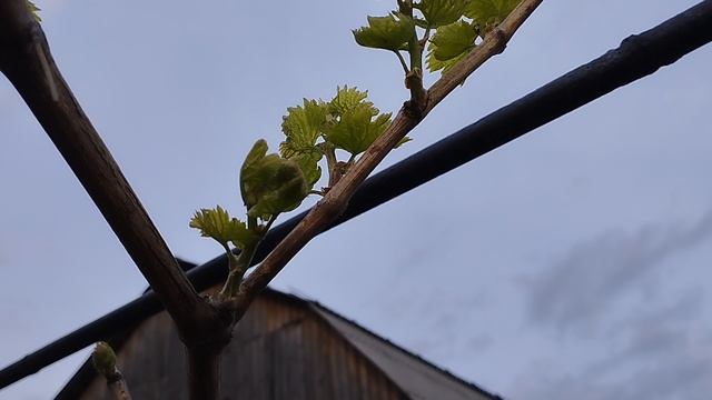 виноград изумление на арке