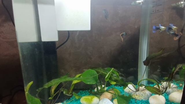 Новые обитатели аквариума🐠