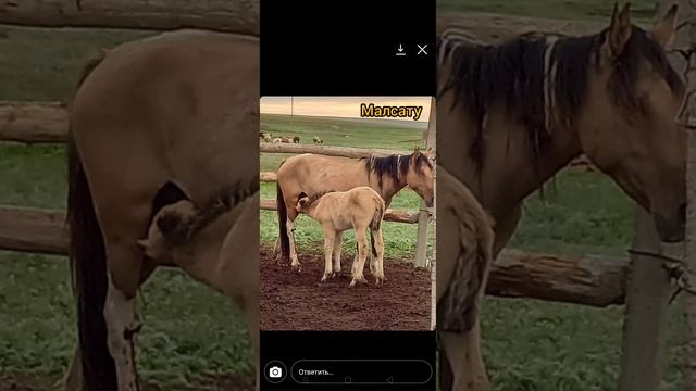 көрген адамдар болса хабарласыңыздар. 87785060688. 87758914015 Актобе облысы, Кандыагаш каласы