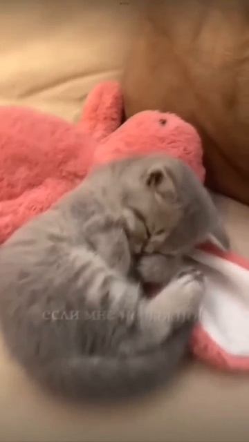 Конечно же котики!А вы любите их?#Котики
