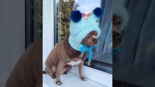 Вязаные комбинезоны и шапочки из пуха-норки для собач?