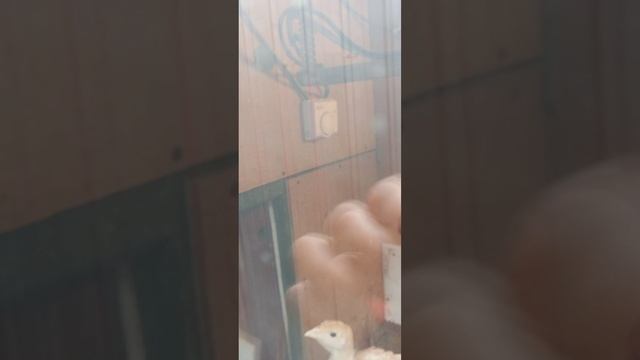 Жилье для Индюшат.