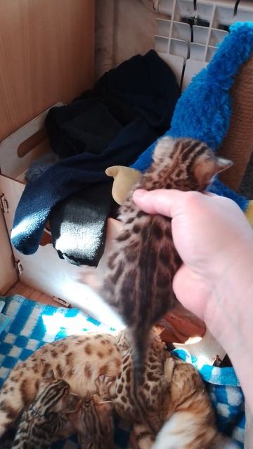 бенгалы котята
