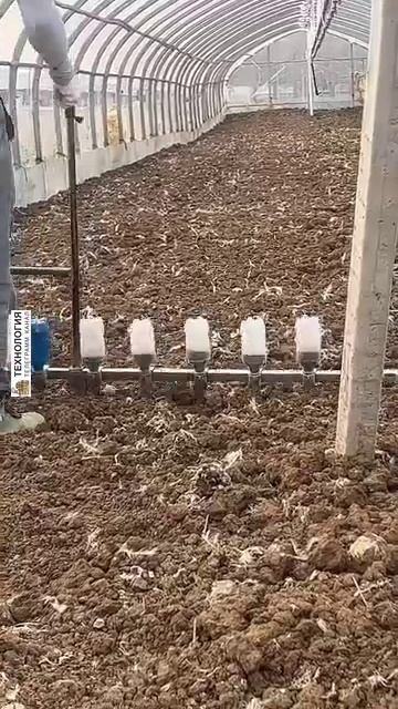 Посадка с помощью самодельного приспособления.