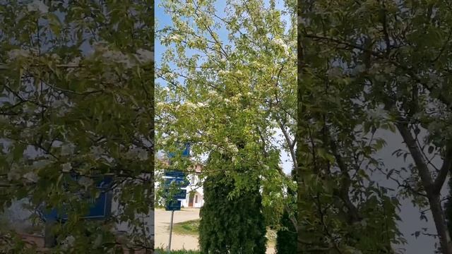 Николо-Сольбинский женский монастырь