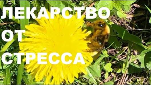 ПЕНИЕ ПТИЦ ЭТО ЛЕКАРСТВО ОТ СТРЕССА, ОНО УСПОКАИВАЕТ НЕРВНУЮ СИСТЕМУ, СНИМАЕТ НАПРЯЖЕНИЕ.