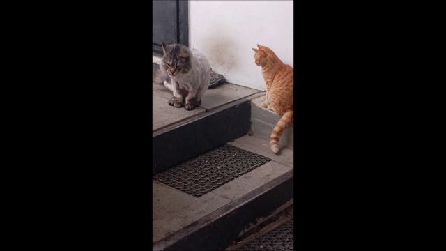 Собака. Том
