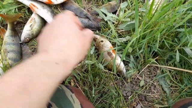 Вот такой улов.