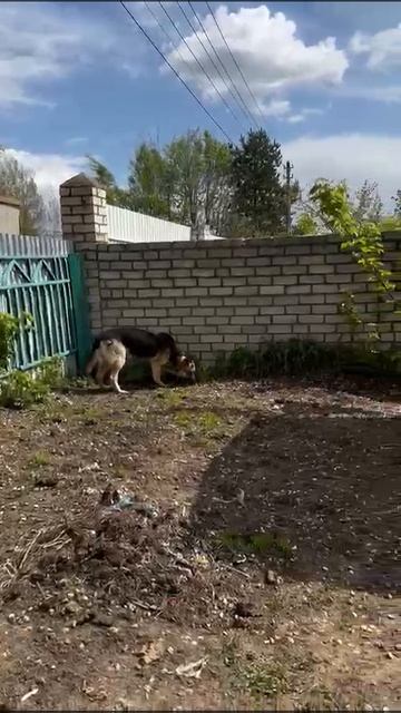 Сури